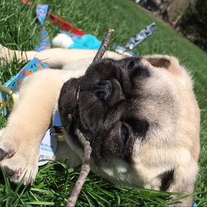 Meet your Posher, Libby